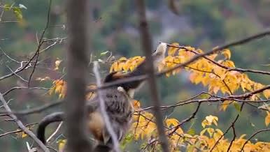 金丝猴小猴和母猴拥抱金丝猴森林跳跃视频的预览图